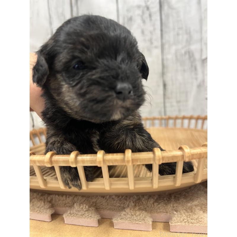 販売中の山梨県のヨープー:ヨークシャーテリア×トイプードル-442888の3枚目