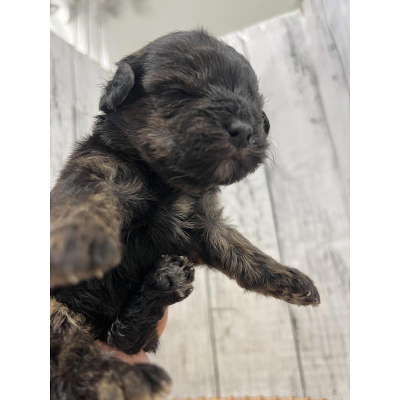 販売中の山梨県のヨープー:ヨークシャーテリア×トイプードル-442888の2枚目