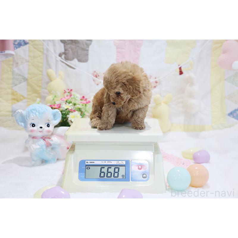 販売中の京都府のタイニープードル-442887の15枚目