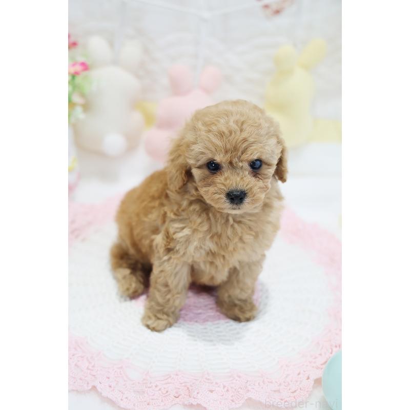 販売中の京都府のタイニープードル-442887の12枚目