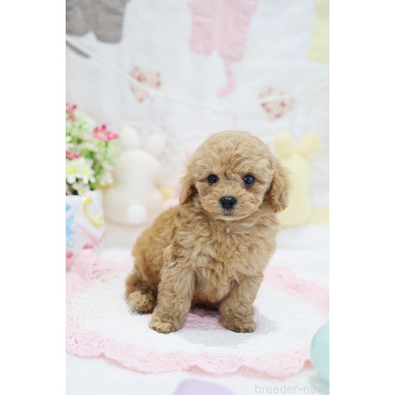 販売中の京都府のタイニープードル-442887の11枚目