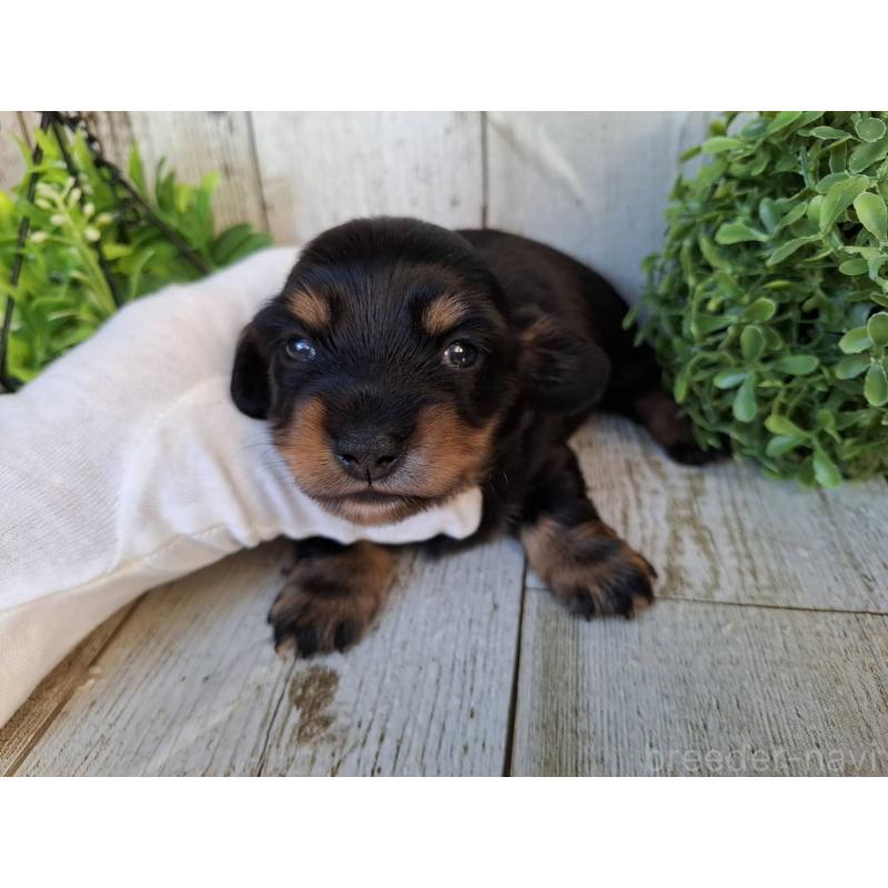 販売中の千葉県のミニチュアダックスフンド(ロングヘアード)-442889の9枚目