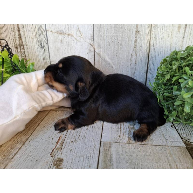 販売中の千葉県のミニチュアダックスフンド(ロングヘアード)-442889の8枚目