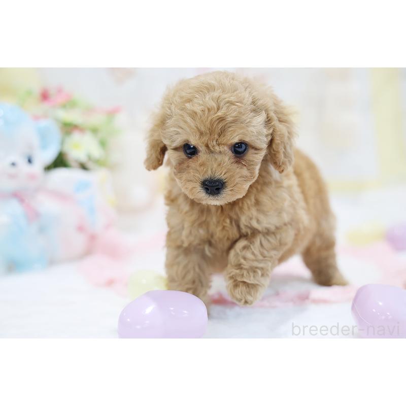 販売中の京都府のタイニープードル-442887の9枚目