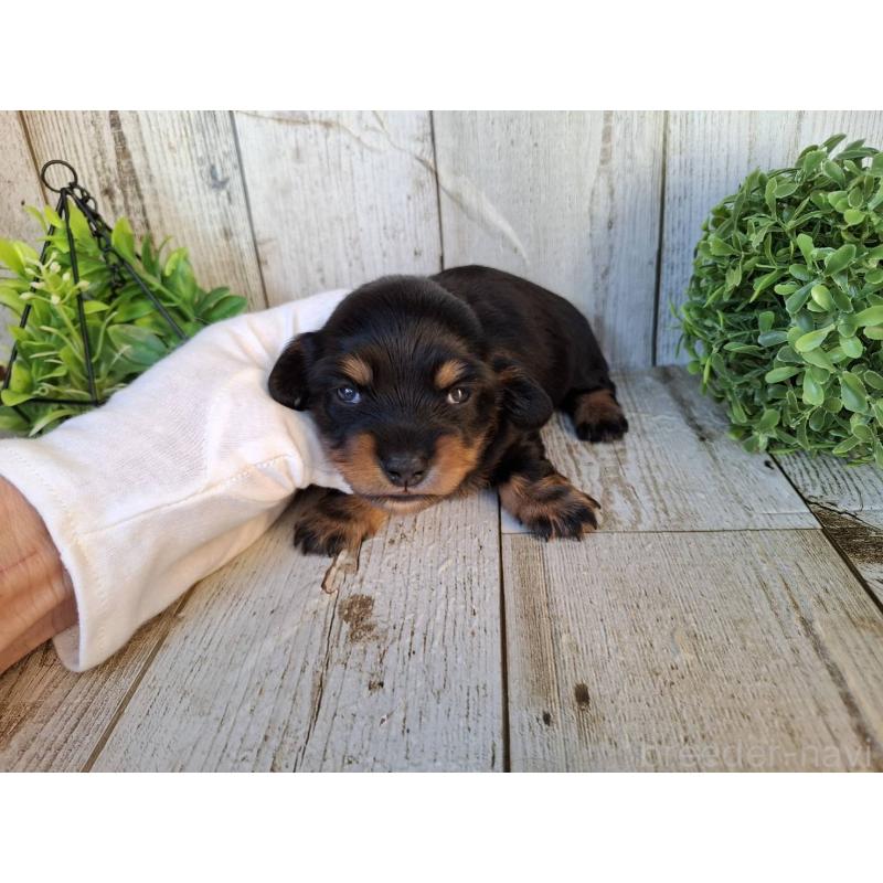 販売中の千葉県のミニチュアダックスフンド(ロングヘアード)-442889の7枚目