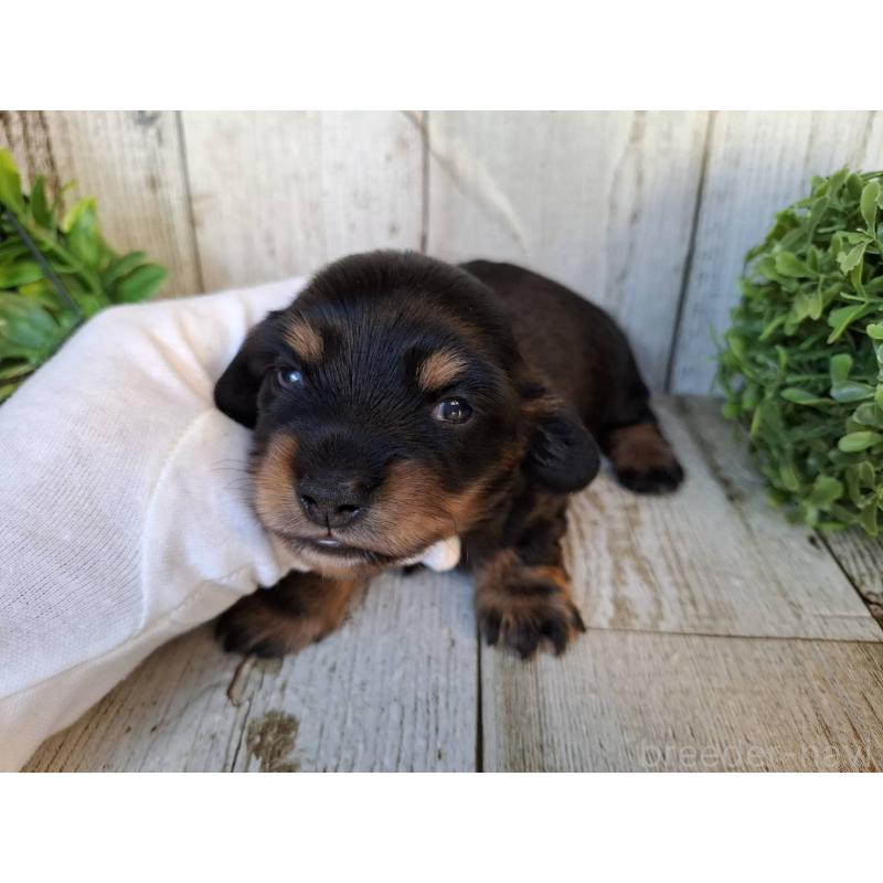 販売中の千葉県のミニチュアダックスフンド(ロングヘアード)-442889の6枚目