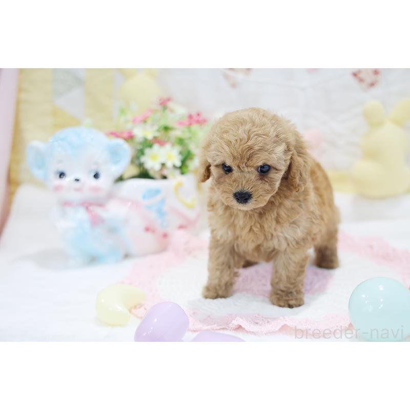 販売中の京都府のタイニープードル-442887の8枚目