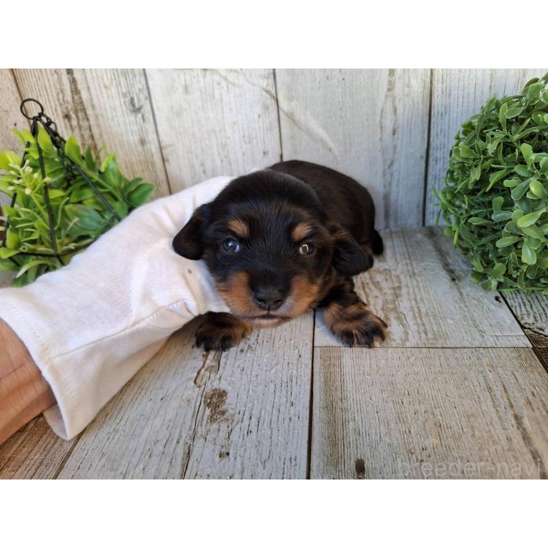 販売中の千葉県のミニチュアダックスフンド(ロングヘアード)-442889の5枚目