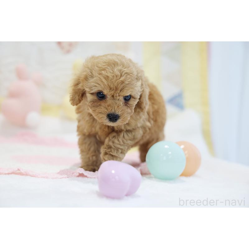 販売中の京都府のタイニープードル-442887の7枚目