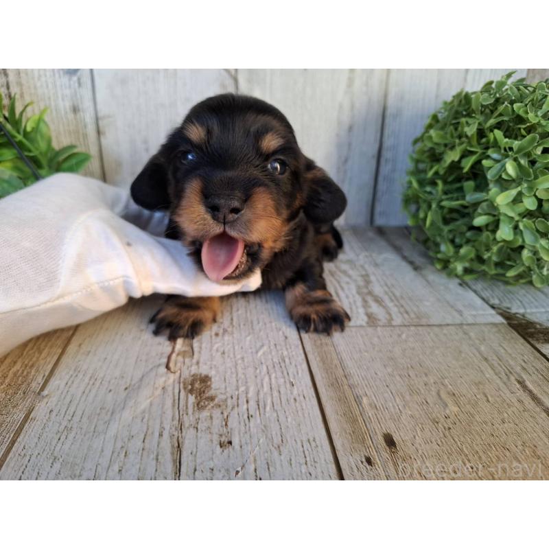 販売中の千葉県のミニチュアダックスフンド(ロングヘアード)-442889の4枚目