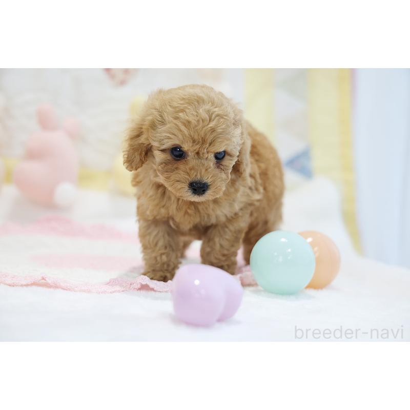 販売中の京都府のタイニープードル-442887の6枚目