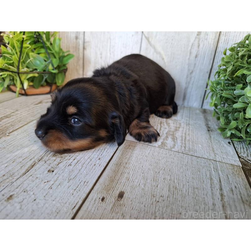 販売中の千葉県のミニチュアダックスフンド(ロングヘアード)-442889の3枚目