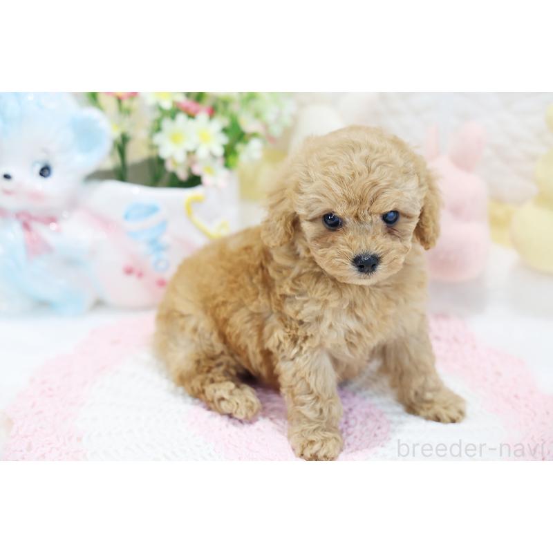 販売中の京都府のタイニープードル-442887の5枚目