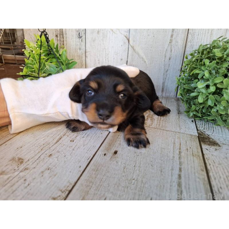 販売中の千葉県のミニチュアダックスフンド(ロングヘアード)-442889の1枚目