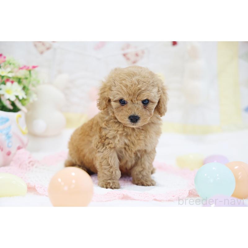 販売中の京都府のタイニープードル-442887の4枚目