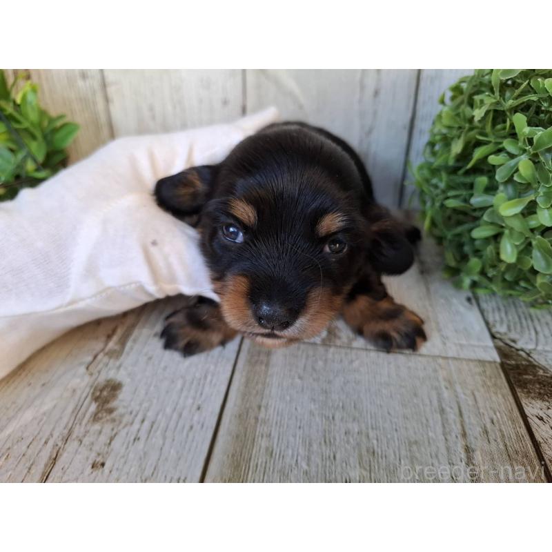 販売中の千葉県のミニチュアダックスフンド(ロングヘアード)-442889の2枚目