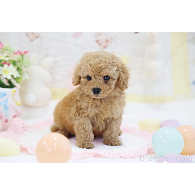 販売中の京都府のタイニープードル-442887の3枚目