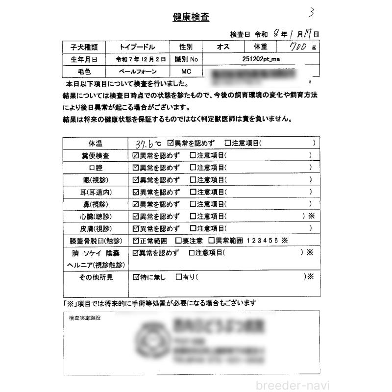 販売中の京都府のタイニープードル-442887の2枚目