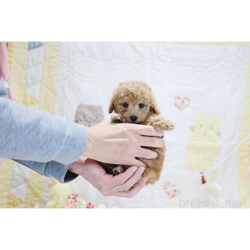 販売中の京都府のタイニープードル-442890の13枚目