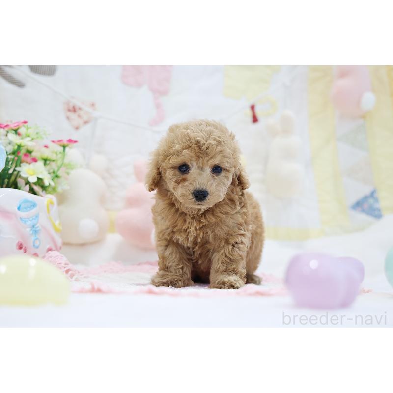 販売中の京都府のタイニープードル-442890の11枚目