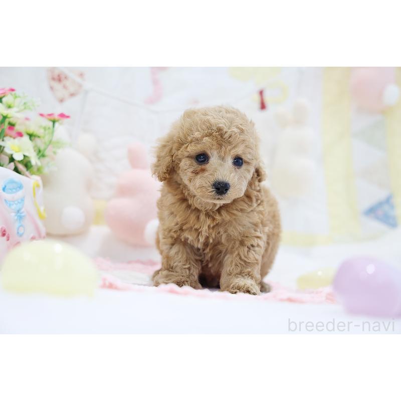販売中の京都府のタイニープードル-442890の9枚目