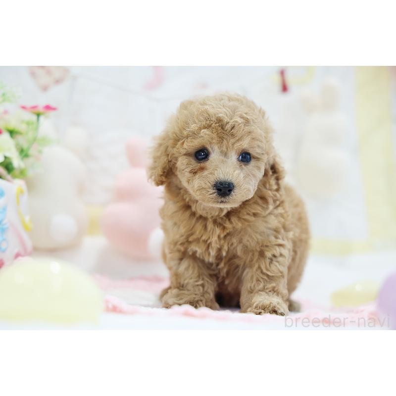 販売中の京都府のタイニープードル-442890の8枚目