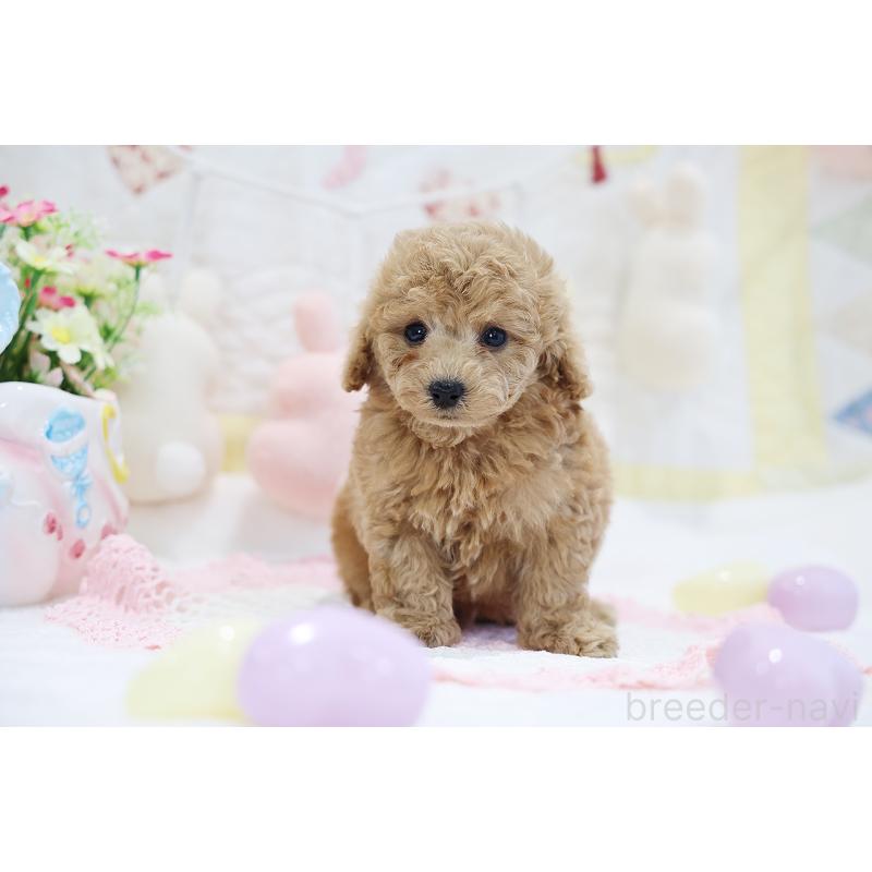 販売中の京都府のタイニープードル-442890の7枚目