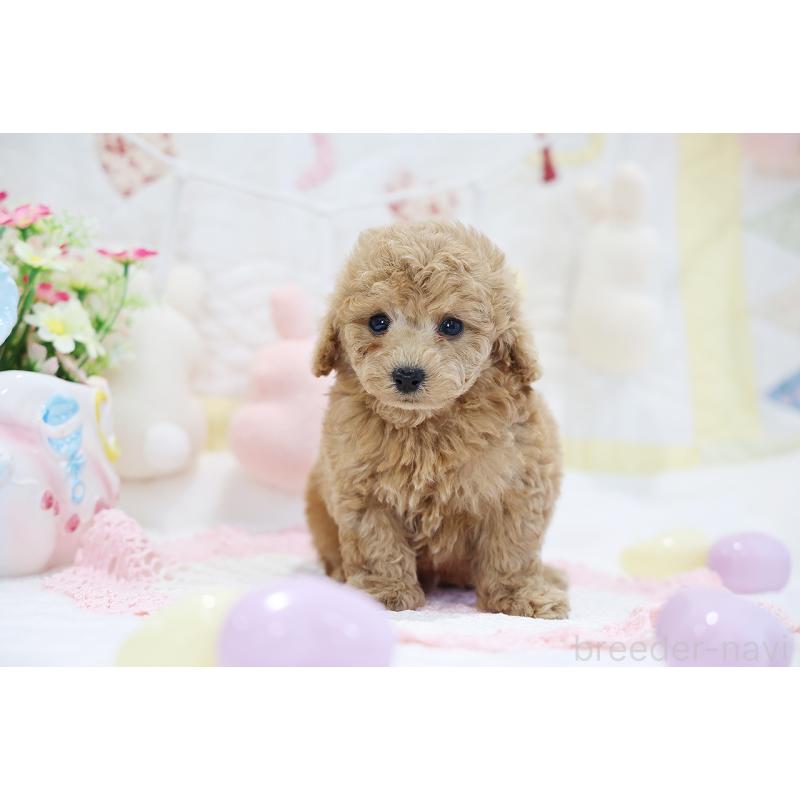 販売中の京都府のタイニープードル-442890の6枚目