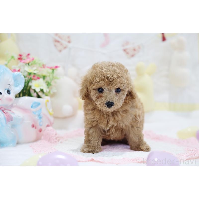 販売中の京都府のタイニープードル-442890の5枚目