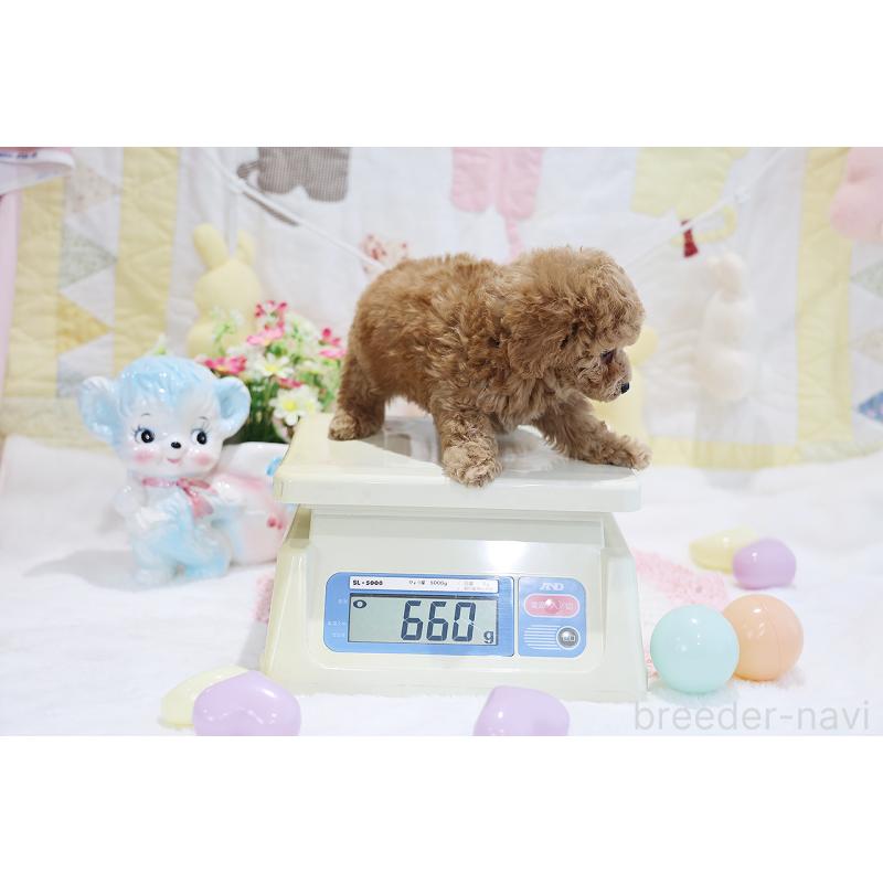 販売中の京都府のタイニープードル-442890の4枚目