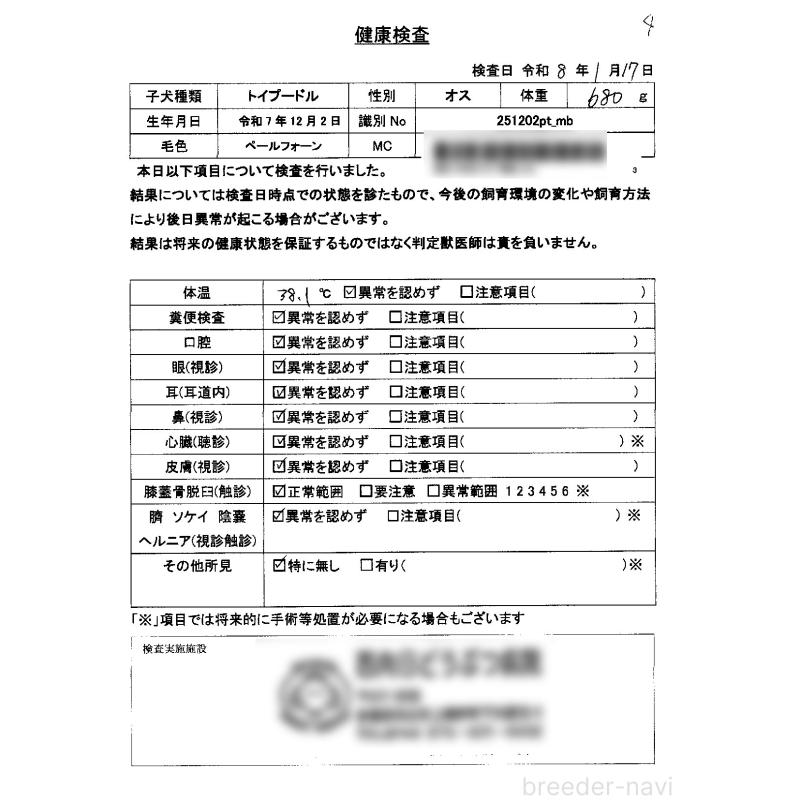 販売中の京都府のタイニープードル-442890の2枚目