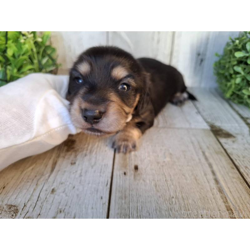 販売中の千葉県のミニチュアダックスフンド(ロングヘアード)-442891の10枚目