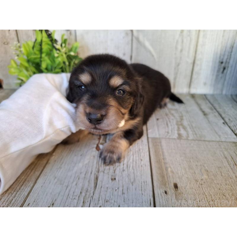 販売中の千葉県のミニチュアダックスフンド(ロングヘアード)-442891