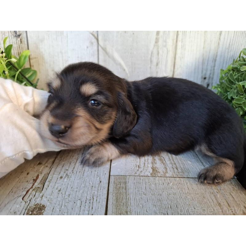 販売中の千葉県のミニチュアダックスフンド(ロングヘアード)-442891の9枚目