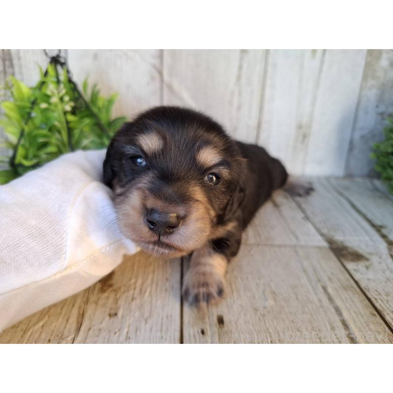 販売中の千葉県のミニチュアダックスフンド(ロングヘアード)-442891の8枚目