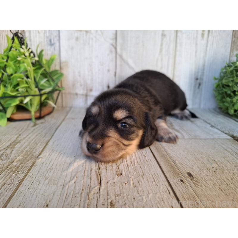 販売中の千葉県のミニチュアダックスフンド(ロングヘアード)-442891の7枚目