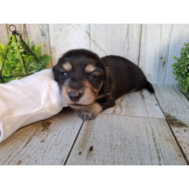 販売中の千葉県のミニチュアダックスフンド(ロングヘアード)-442891の6枚目