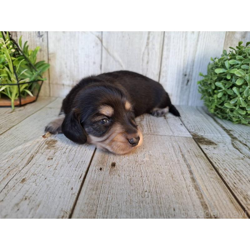 販売中の千葉県のミニチュアダックスフンド(ロングヘアード)-442891の5枚目