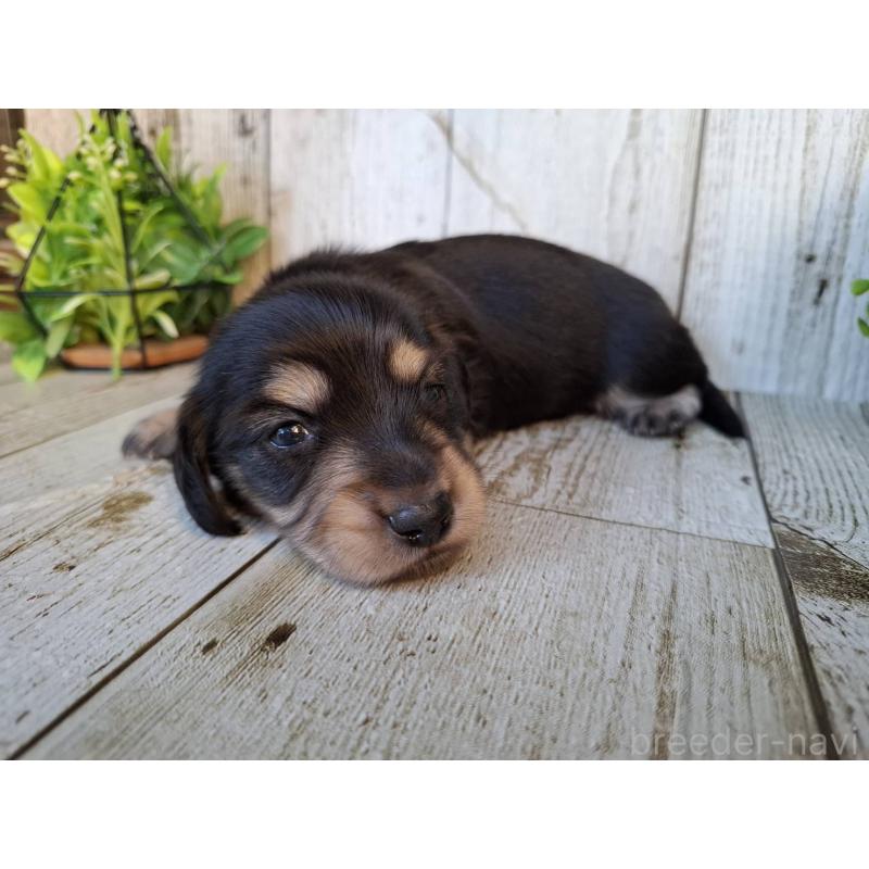 販売中の千葉県のミニチュアダックスフンド(ロングヘアード)-442891の3枚目