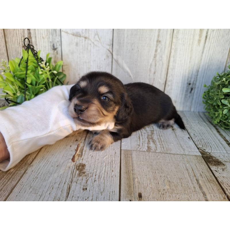 販売中の千葉県のミニチュアダックスフンド(ロングヘアード)-442891の4枚目
