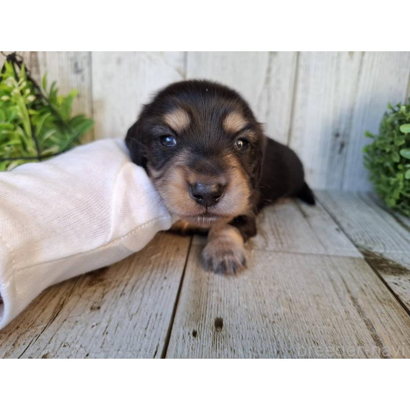 販売中の千葉県のミニチュアダックスフンド(ロングヘアード)-442891の2枚目