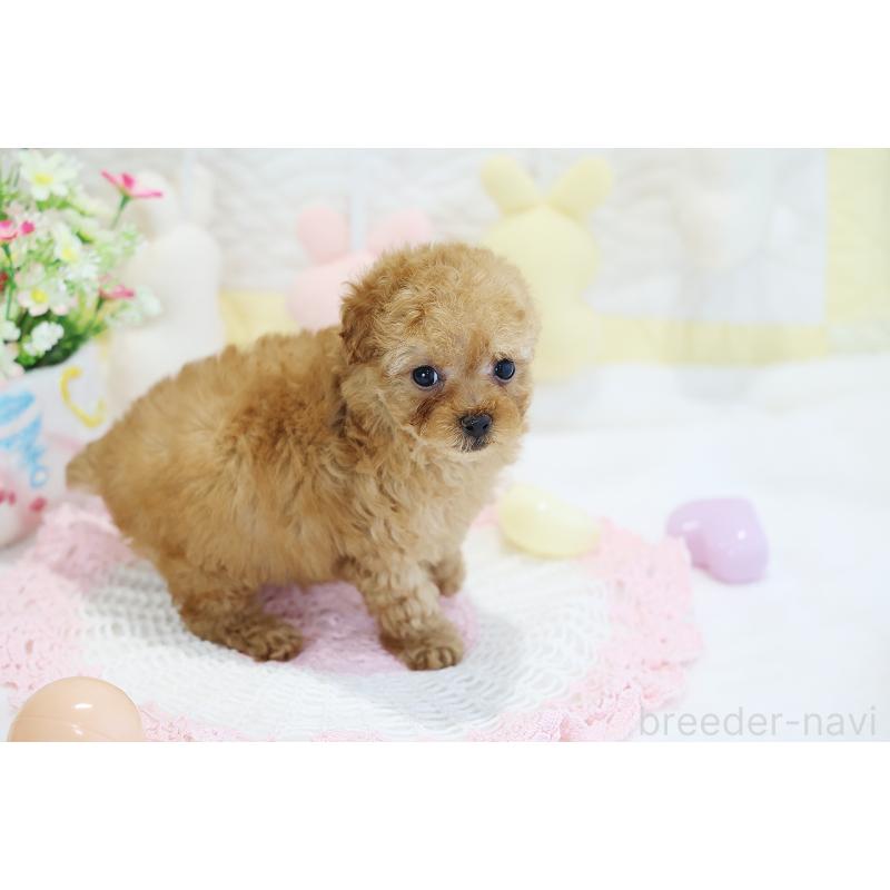 販売中の京都府のタイニープードル-442892の13枚目