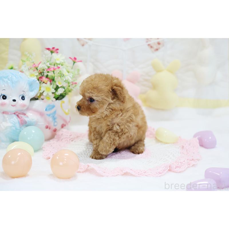 販売中の京都府のタイニープードル-442892の11枚目