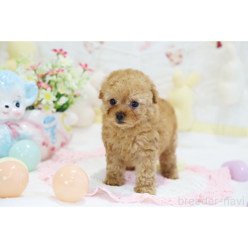 販売中の京都府のタイニープードル-442892の10枚目