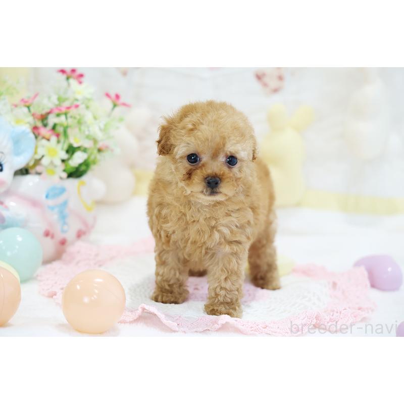販売中の京都府のタイニープードル-442892の9枚目