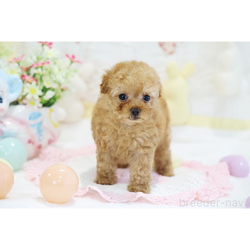 販売中の京都府のタイニープードル-442892の8枚目