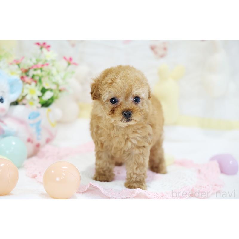 販売中の京都府のタイニープードル-442892の7枚目