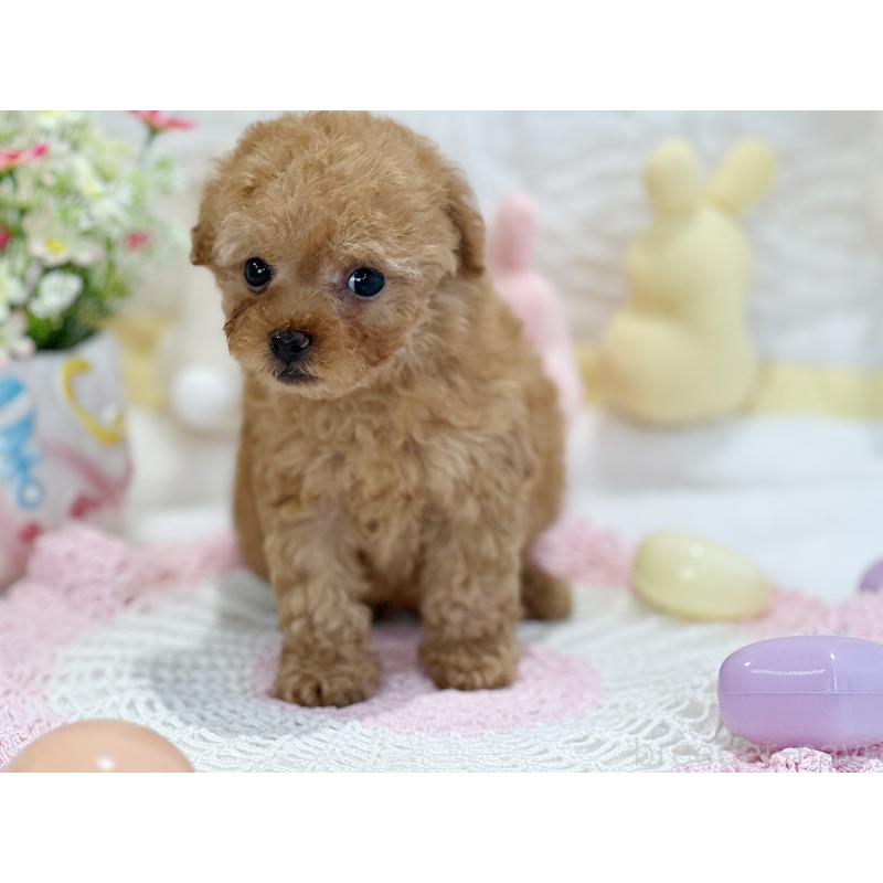 販売中の京都府のタイニープードル-442892の6枚目