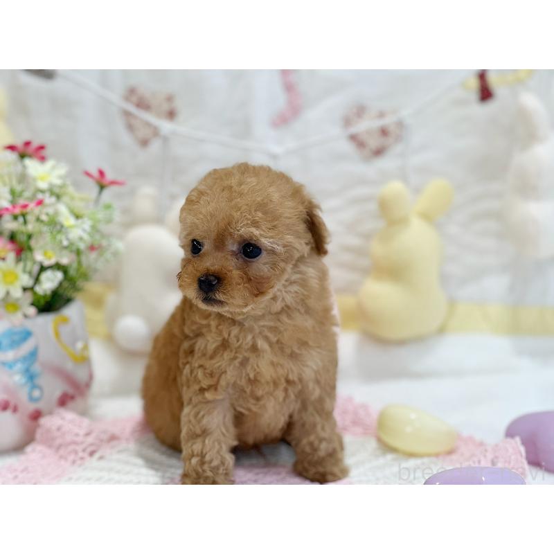 販売中の京都府のタイニープードル-442892の4枚目