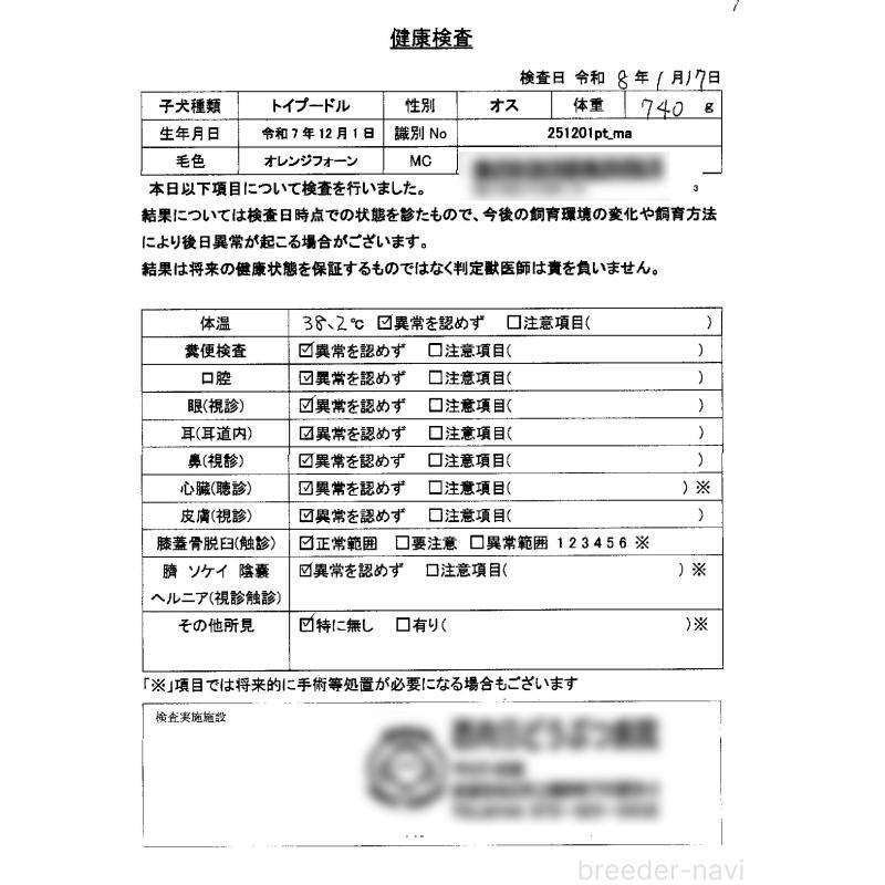 販売中の京都府のタイニープードル-442892の2枚目
